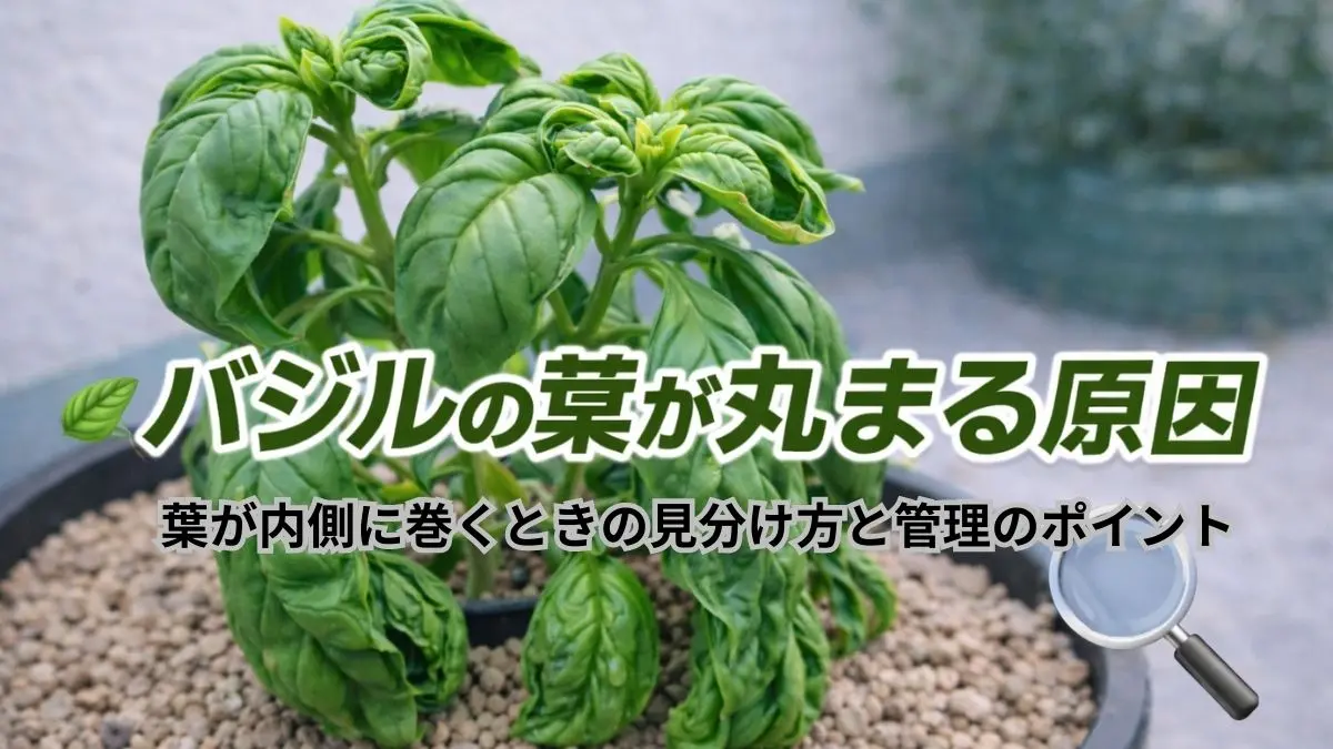 バジルの葉が丸まる原因｜内側に巻く症状のバジル株の様子
