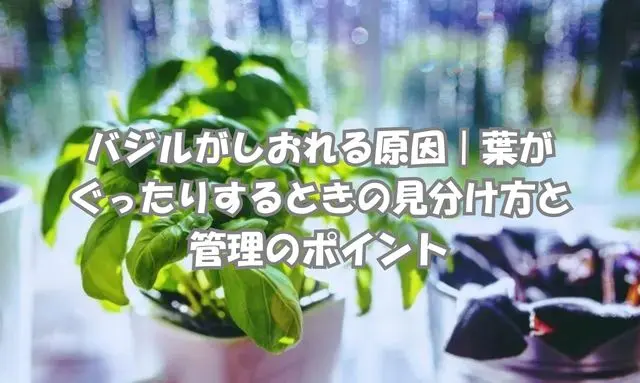 プランター栽培のバジルがしおれている様子｜葉がぐったりする原因