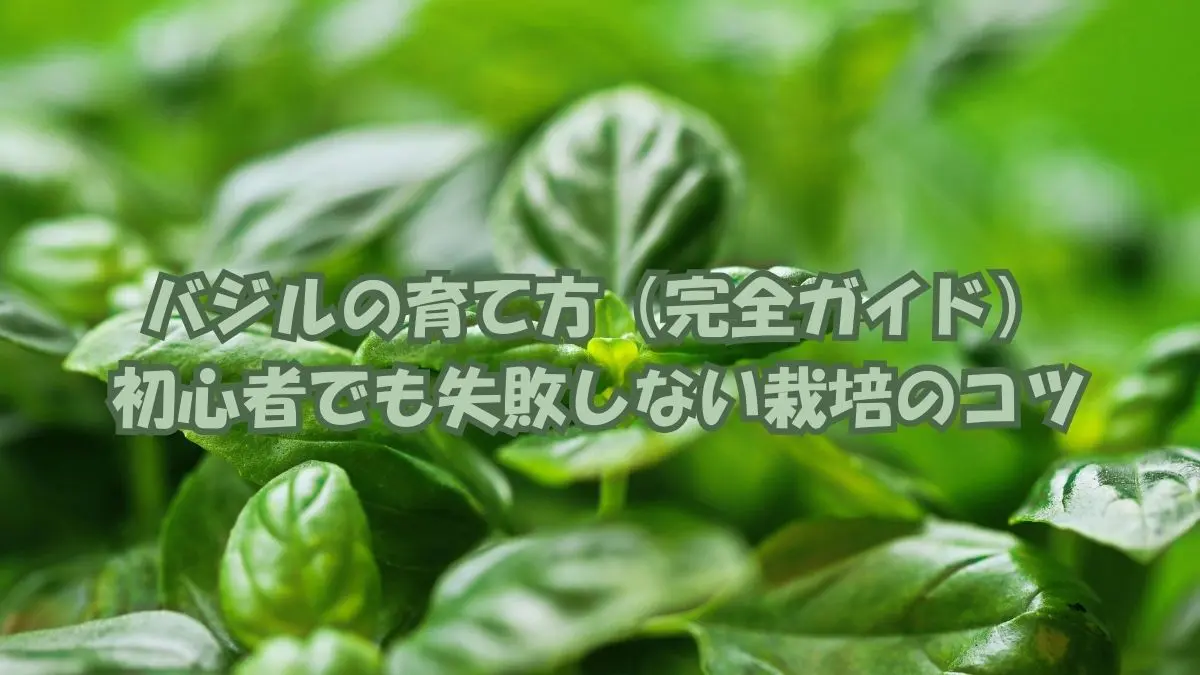 プランター栽培のバジルの様子｜初心者向け育て方の基本