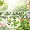 バジルの花は咲かせていい？花芽を摘み取るタイミングと管理方法を解説