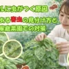 バジルに虫がつく原因を調べる家庭菜園の女性と葉についた害虫の様子