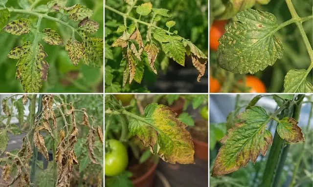 ミニトマトの葉が茶色く枯れる原因は？症状別に見分けるポイント