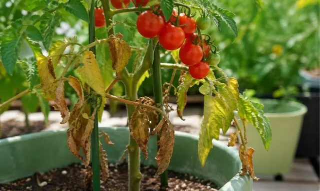 ミニトマトの下の葉が枯れるのは大丈夫？正常との違いが分かる状態