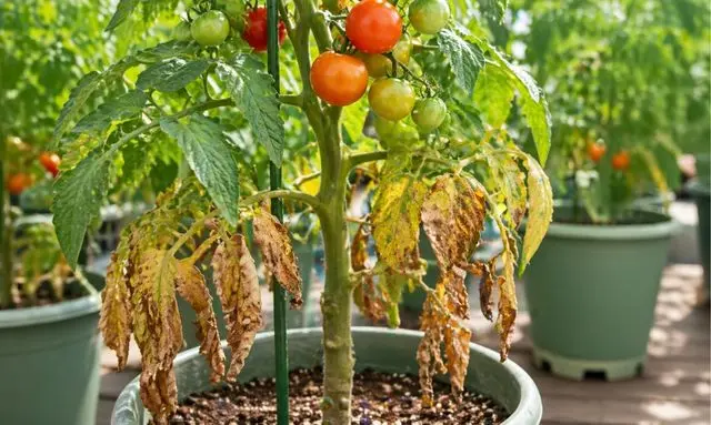 トマトの葉が下から枯れるのはなぜ？原因が分かる症状の見本