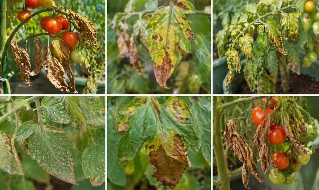 ミニトマトの葉が茶色く枯れる原因は？症状で分かる見分け方