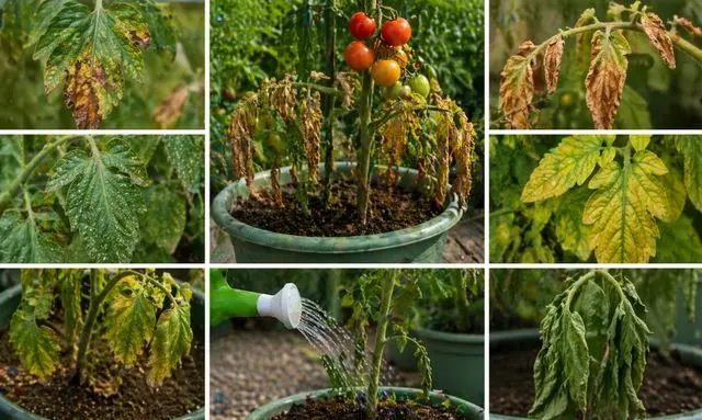 ミニトマトの葉が枯れるのは病気だけじゃない？原因別の症状が一目で分かる