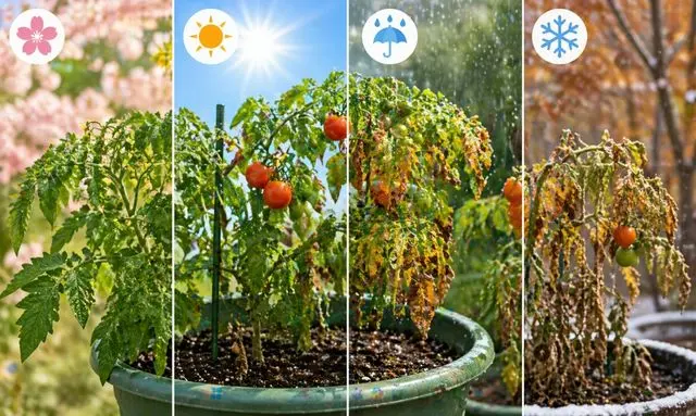 ミニトマトが枯れやすい時期はいつ？季節ごとの変化で分かる注意ポイント