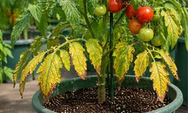 トマトの肥料不足は下葉に出る？黄色くなる症状の見分け方