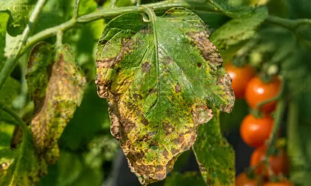 トマトの葉が茶色いのは病気？斑点で見分ける危険サイン