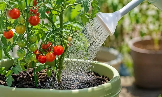 ミニトマトの水やり頻度の正解｜何日おきがベスト？失敗しない判断方法