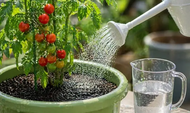 ミニトマトの水やり量の正解｜どれくらい与える？失敗しない目安