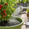 ミニトマトの水やりの正解｜何日おき？量・時間まで完全解説