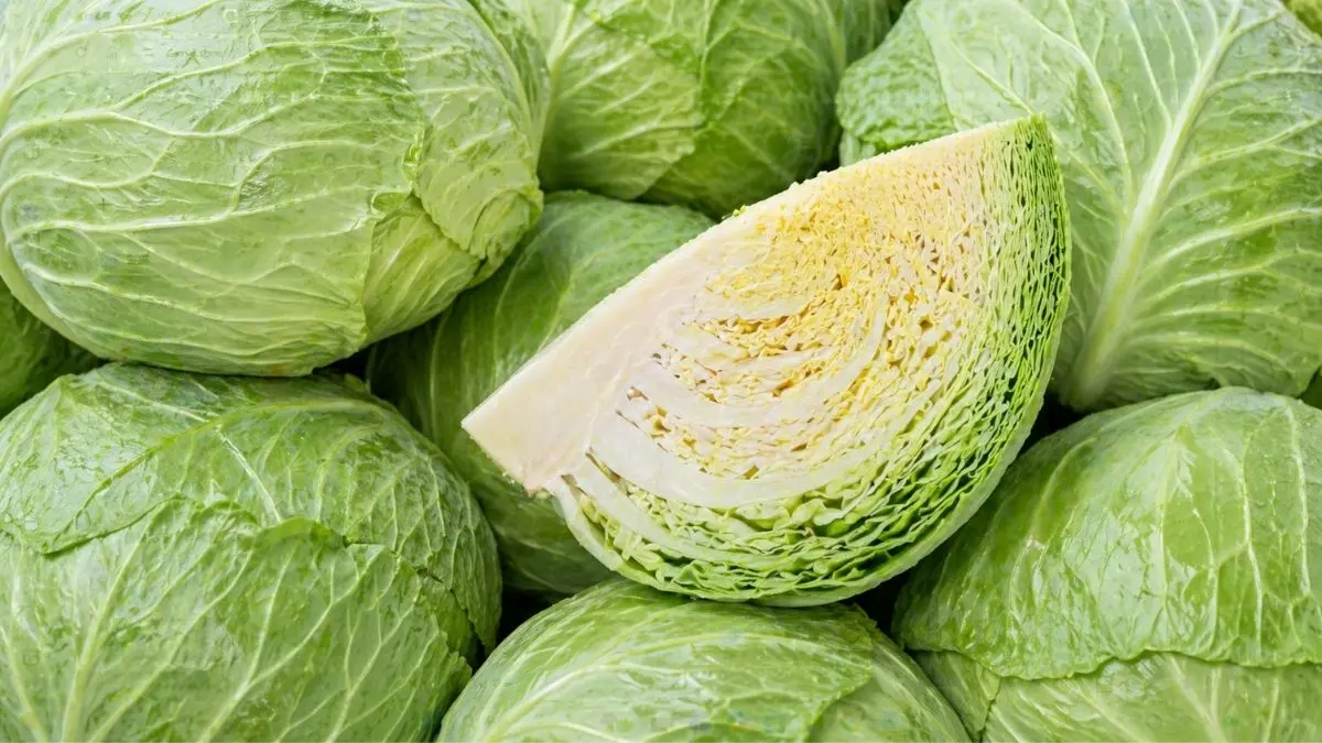 キャベツ4分の1の重さは何g？目安がすぐわかる比較画像