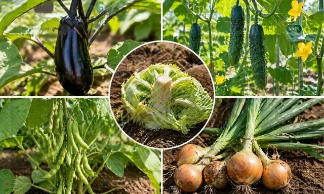 キャベツの後作に向いている野菜一覧（ナス科・ウリ科・マメ科）