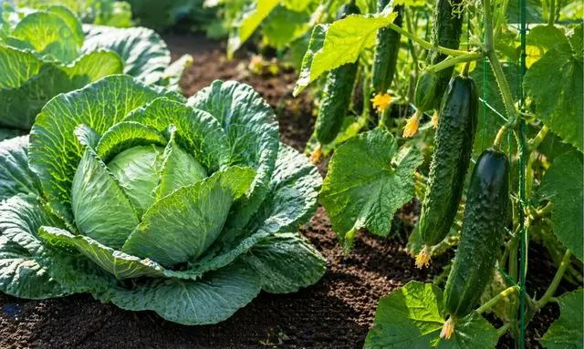 キャベツの後にきゅうりを植えるメリットと栽培イメージ