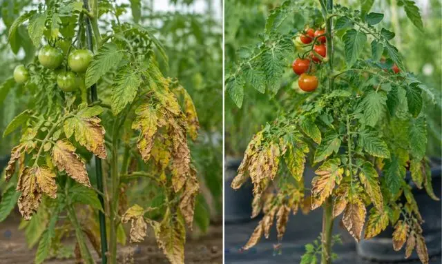 トマトの葉が下から枯れるのは大丈夫？正常と異常の見分け方