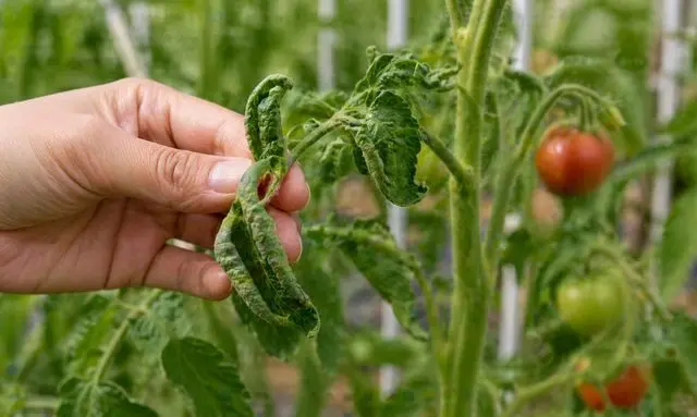 トマトの葉が内側に丸まる原因確認｜葉の状態を手でチェックしている様子