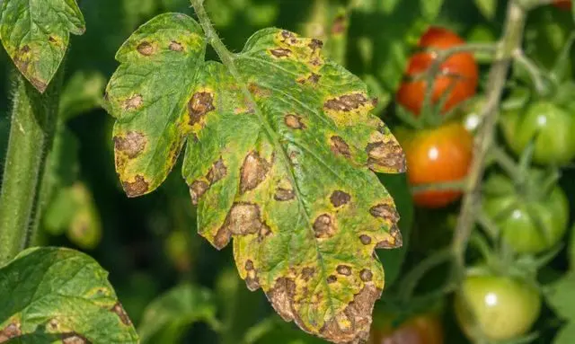 ミニトマトの葉に茶色いシミは病気？原因と見分け方のポイント