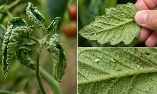 トマトの葉が丸まる原因の害虫チェック｜葉裏に発生したアブラムシと白い虫の様子