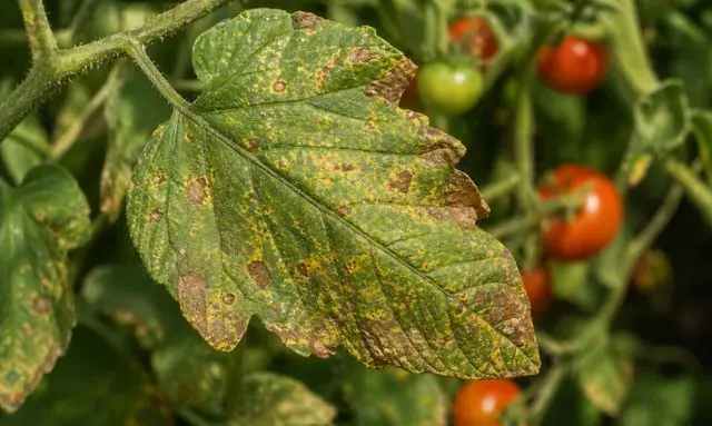 ミニトマトの葉の茶色い斑点はサビダニ？見逃しやすい危険サイン