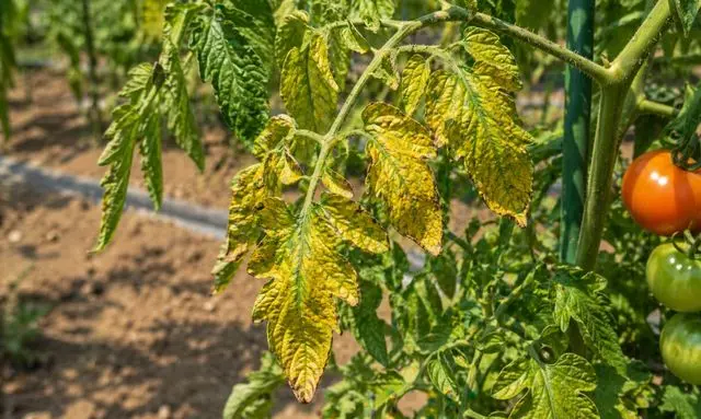 トマトの葉が黄色く変色している様子（肥料不足や根の不調による黄化症状）
