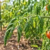 トマトの葉が丸まる原因は？外側に巻く乾燥・水不足の症状