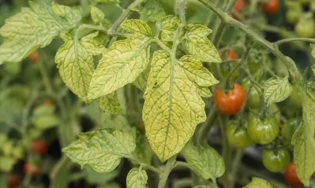 ミニトマトの葉が薄い色になるのはなぜ？栄養不足のサインと見分け方