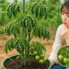 トマトの葉が内側に丸まる原因は肥料過多？対処法をわかりやすく解説