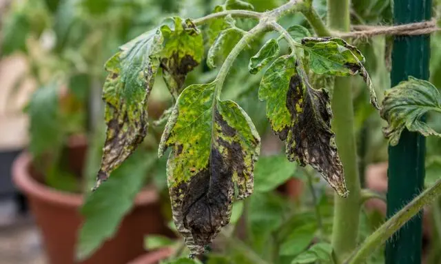 ミニトマトの葉が黒くなる症状｜病気か傷みかを見分けるポイント