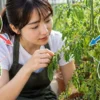 ミニトマトの葉が丸まる原因を見分ける｜外側・内側の違いと対処法