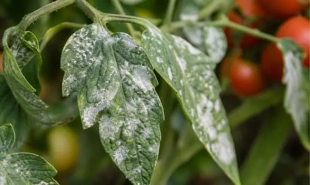 トマトの葉に白い粉状の斑点が広がるうどんこ病の症状