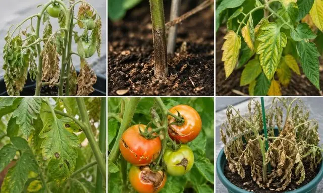 トマトの葉枯れ・黄変・実の異常など枯れる原因の症状を比較した画像