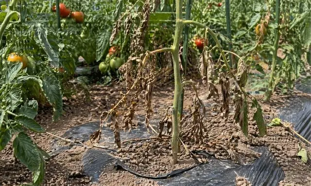 立ち枯れでしおれて枯れたトマトの株と健康な株の違いが分かる画像