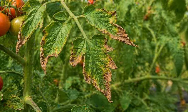トマトの葉先が茶色く枯れている症状と健康な葉の違いが分かる画像