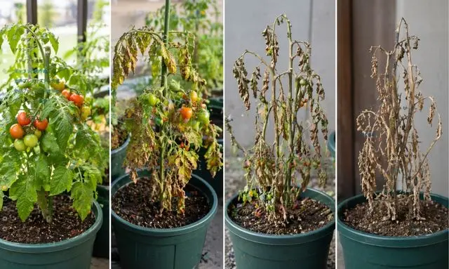 ミニトマトが元気な状態から枯れるまでの変化を時期別に比較したプランター栽培の画像