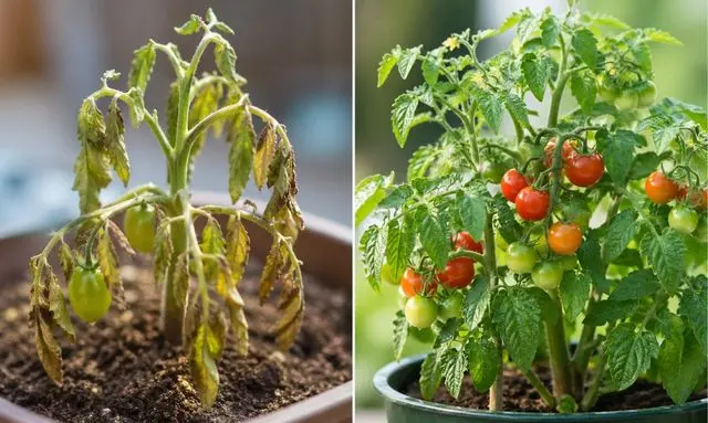 ミニトマトが枯れかけた状態と健康な状態を比較して復活できるか判断する様子