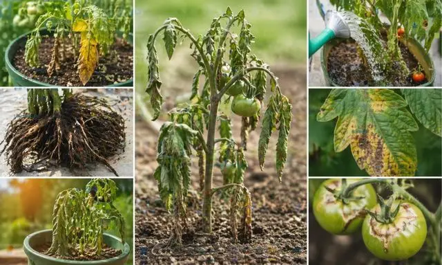 ミニトマトが枯れる原因（病気・根腐れ・水やり・葉の異変）を比較した状態イメージ