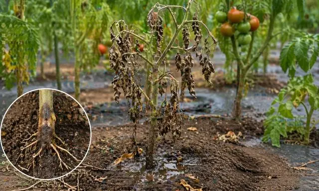 トマトが立ち枯れして葉がしおれ根元が腐っている状態の比較イメージ