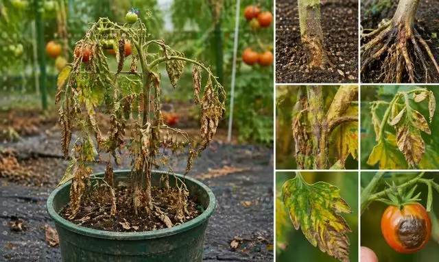 ミニトマトが根元から枯れる原因（根腐れ・病気・葉の異常）を比較した状態イメージ