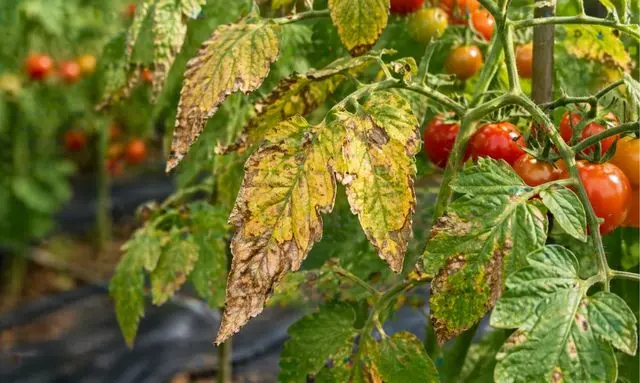 ミニトマトの葉が黄色や茶色に変色して枯れている状態
