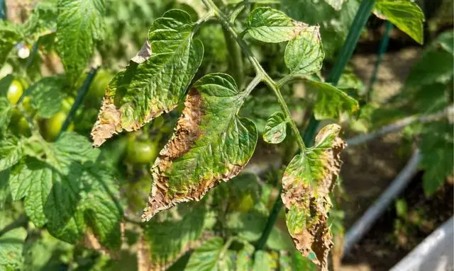 トマトの葉が茶色に枯れるのは病気？水切れ？見分け方のポイント