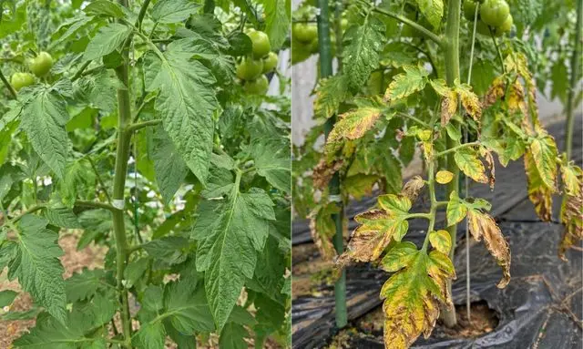 トマトの葉が下から枯れるのは異常？正常との違いが分かる比較例