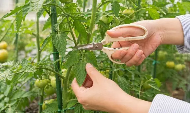 トマトの葉は切っていい？失敗しない剪定の基本ポイント