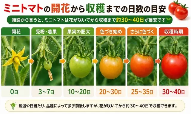 ミニトマトの開花から収穫まで何日?30〜40日の成長スケジュールを図解