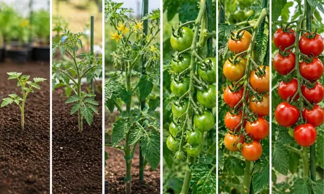 トマトの収穫まで何日?植え付けから60〜80日の成長スケジュールを解説