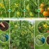 ミニトマトの花から実がなるまで何日？収穫までの日数と実がならない原因を図解