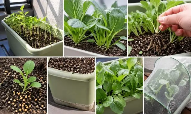 小松菜が大きくならない原因を写真で解説｜間引き不足と根詰まりの状態