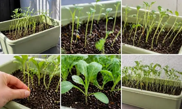 小松菜がひょろひょろに育つ原因｜光不足と間引き不足の状態