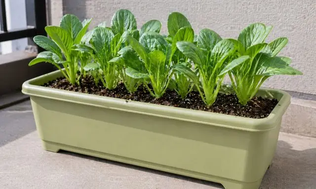 小松菜がしっかり育つプランターサイズ｜適正な間隔と生育状態