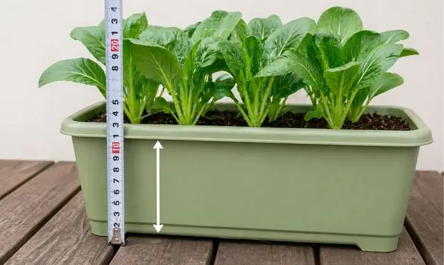 小松菜が大きく育つプランターの深さ｜15cm以上の目安比較